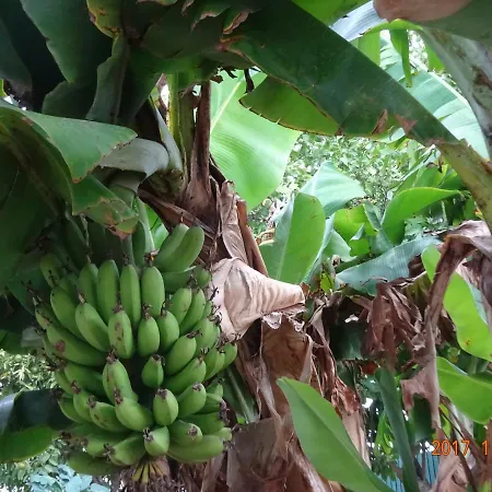 Mantagarden 만타로타