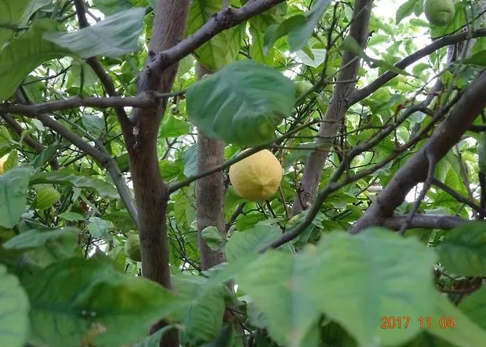 Mantagarden Manta Rota